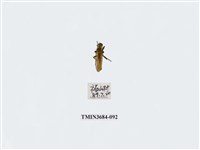 藏品(雙翅目)的圖片